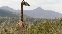 Visuel de Mama Twiga, la girafe masaï