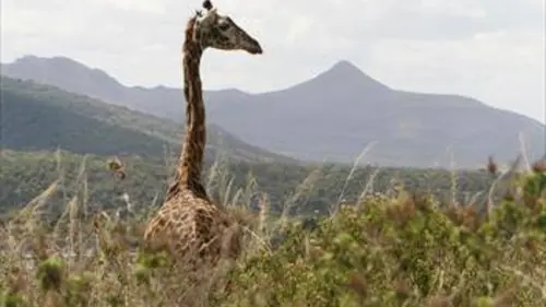 Mama Twiga, la girafe masaï