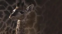 Maman Girafe