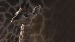 Maman Girafe