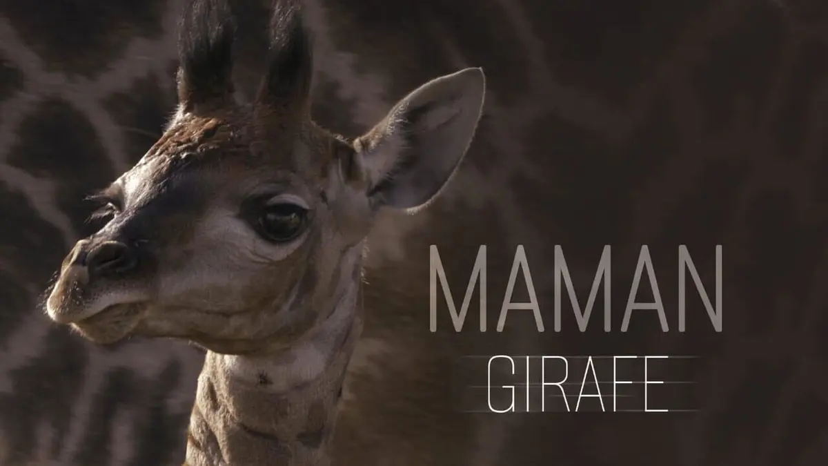 Maman Girafe