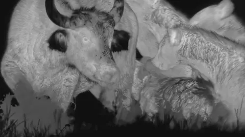 Mammifères Noctambules en streaming