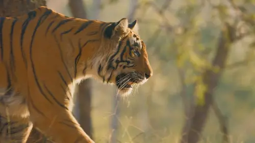 Casting Mammifères, les champions de la survie