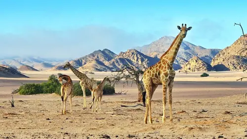 Casting Mammifères, les conquérants de l'extrême