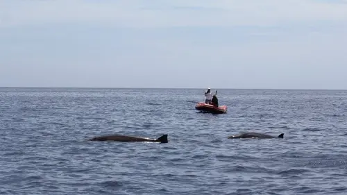 Mammifères marins