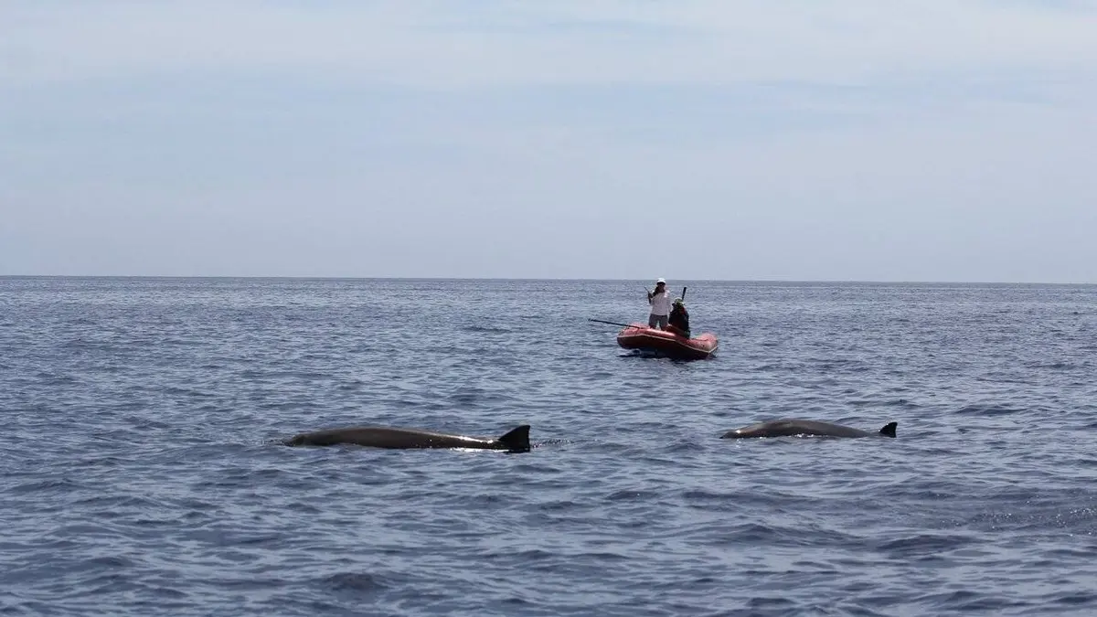 Mammifères Marins : les Maîtres des Abysses Les maîtres des abysses