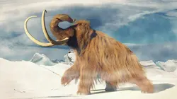 Sur RMC Découverte à 21h10 : Mammouths, dinosaures : peut-on vraiment les faire revenir ?