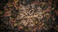 MAMODY le dernier creuseur de baobabs
