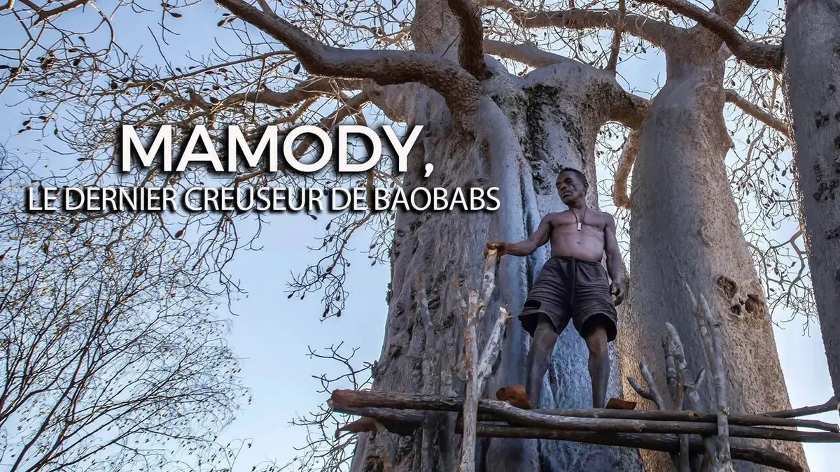 MAMODY le dernier creuseur de baobabs
