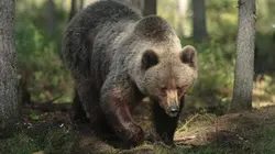 Visuel de Man vs Alaska