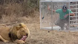 Visuel de Man vs Lion