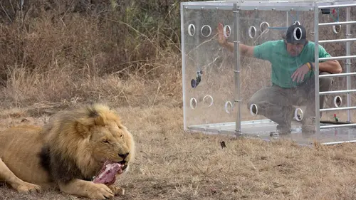 Man vs Lion