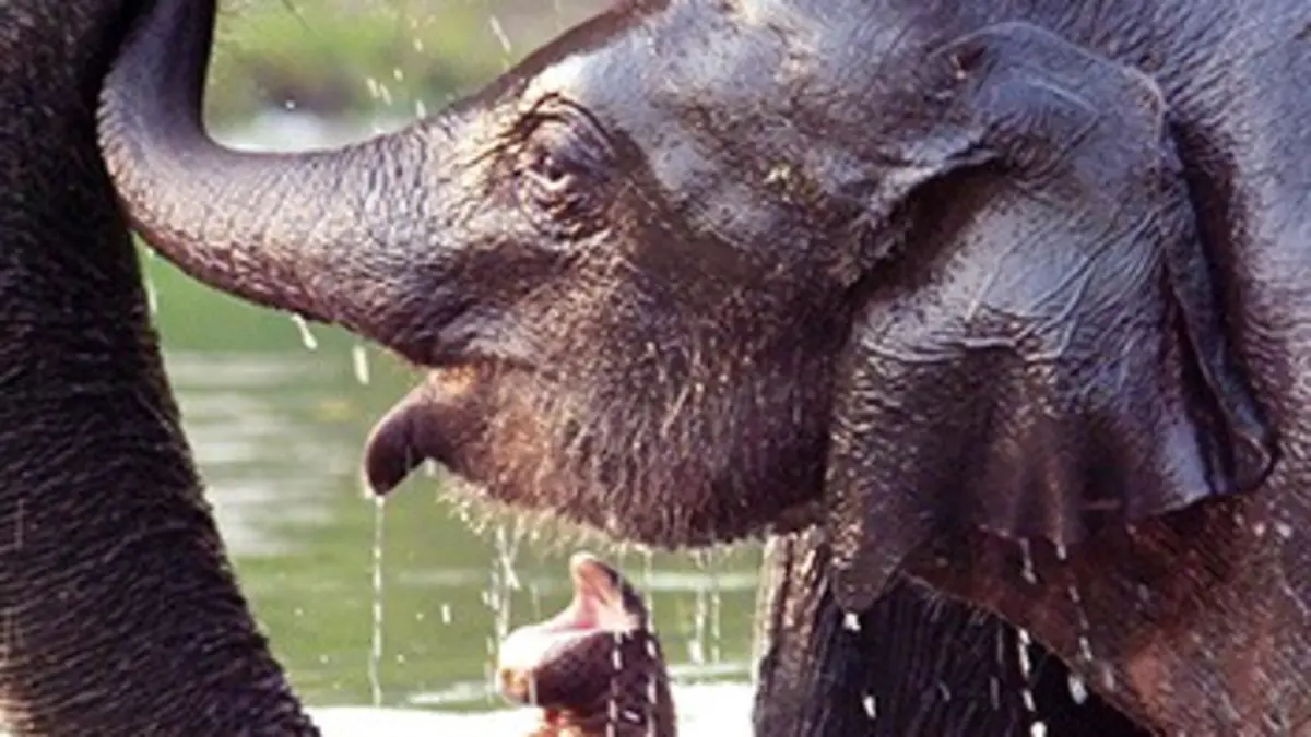 Manas, le retour des géants