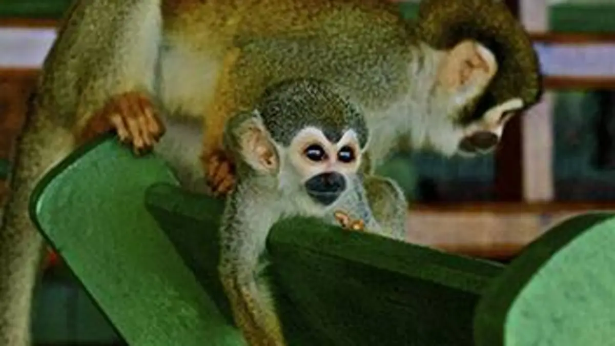Manaus, une ville au coeur de la jungle E01 La cité des singes