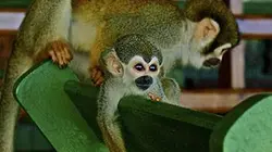 Sur Ushuaïa TV à 21h30 : Manaus, une ville au coeur de la jungle