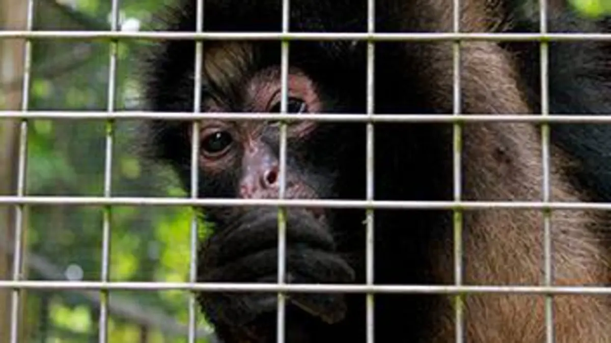 Manaus, une ville au coeur de la jungle E13 Des animaux en danger