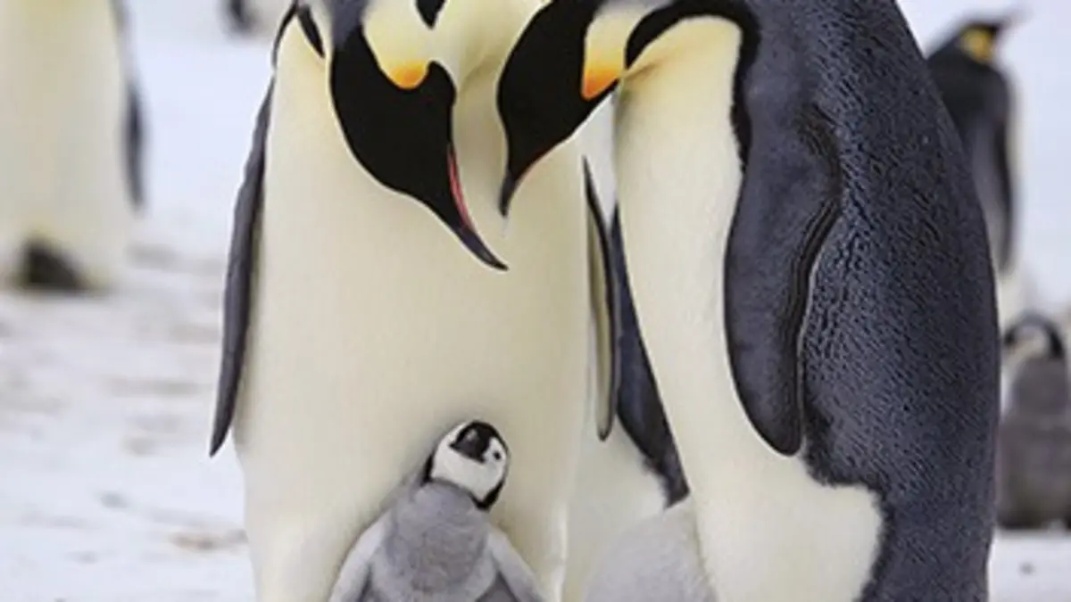 Manchots : un pour tous ! Tous pour un !