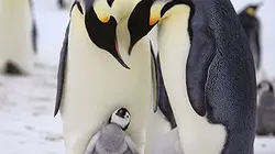 Visuel de Manchots : un pour tous ! Tous pour un !