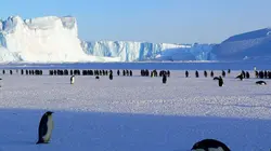 Manchots, une histoire de famille