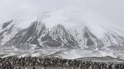 Manchots, une histoire de famille