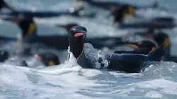 Manchots, une histoire de famille