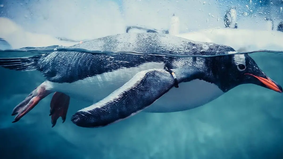 Manchots, une histoire de famille