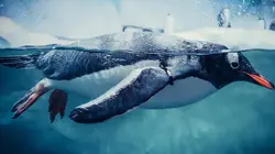 Manchots, une histoire de famille