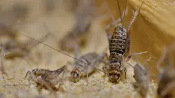 Mangez-moi (Ou pas) Le futur