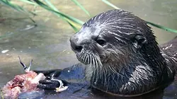 Visuel de Mangoustes & Co