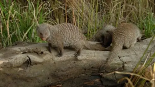 Mangoustes & Co E01 Sauve qui peut