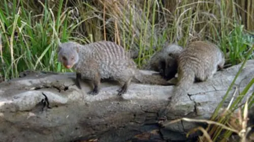 Mangoustes & Co E05 Secrets royaux