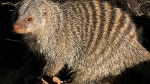 Mangoustes & Co E04 Affaires de famille