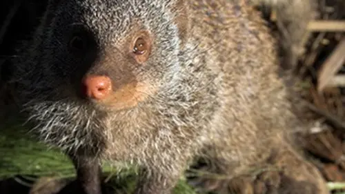 Mangoustes & Co E07 Jeux dangereux