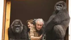 Manimal E03 Deux gorilles à la maison