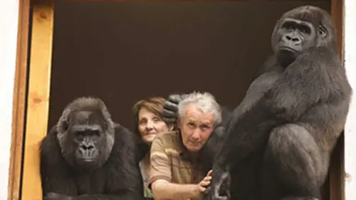 Manimal E03 Deux gorilles à la maison