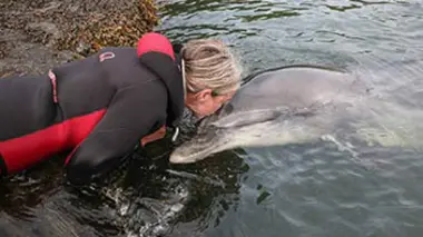 Dauphins ambassadeurs, les messagers de la mer