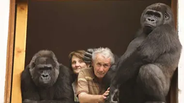 Manimal E03 Deux gorilles à la maison