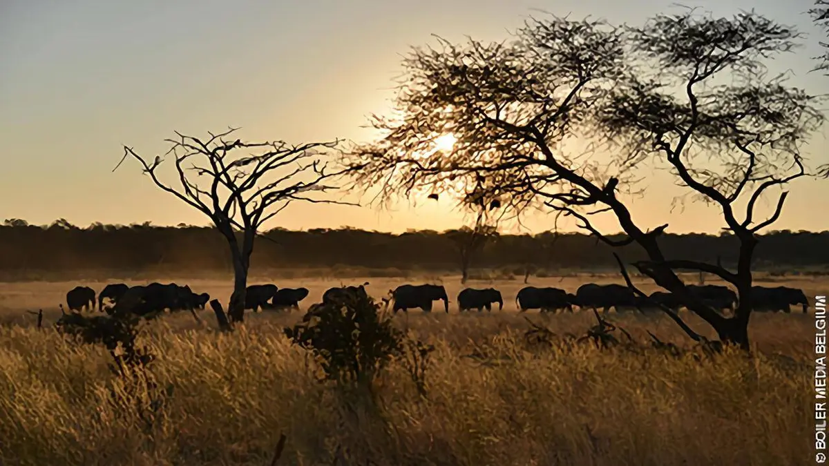 Marcher avec les éléphants