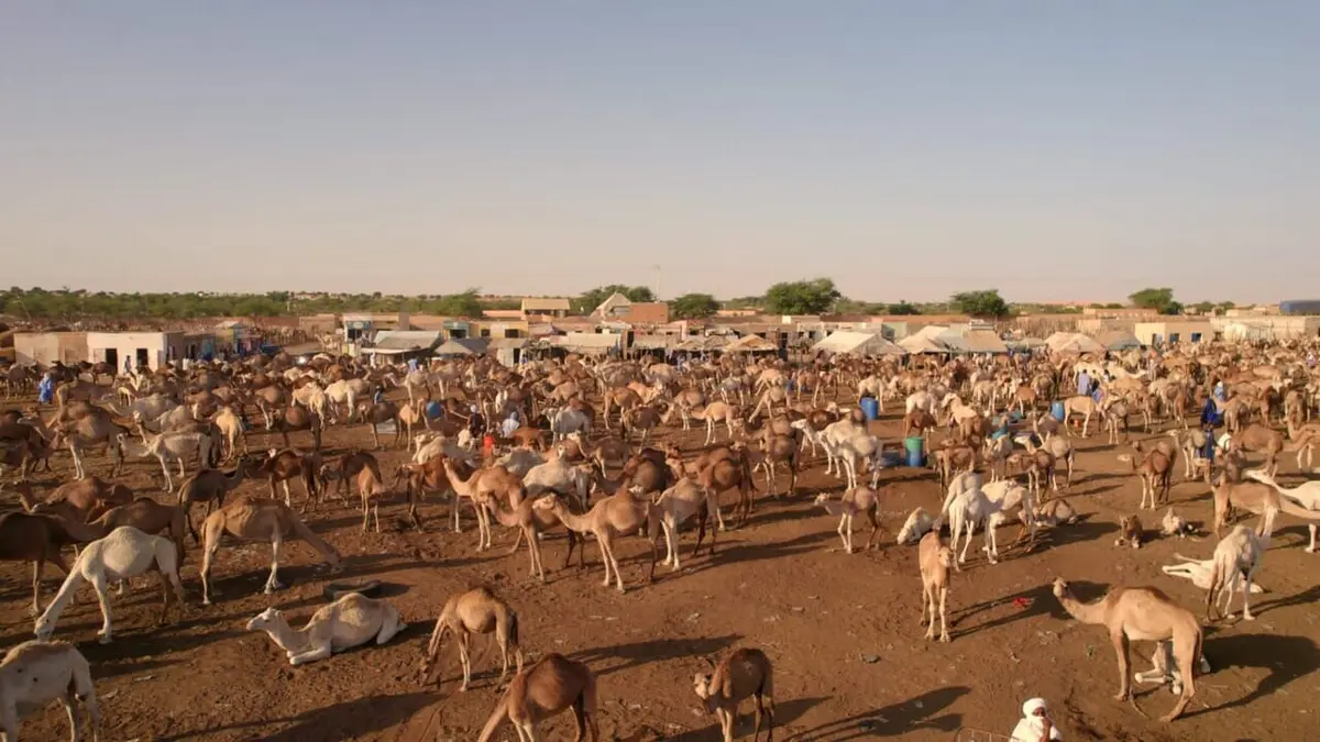 Marchés du monde Mauritanie, le marché aux dromadaires