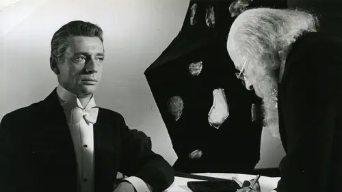 Marguerite de la nuit