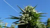 Marijuana: la ruée vers l'or vert
