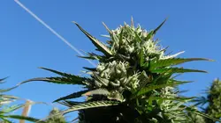 Marijuana: la ruée vers l'or vert