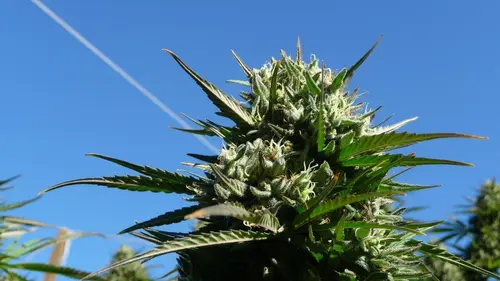 Marijuana: la ruée vers l'or vert