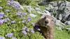 2017 • Marmottes en territoire hostile