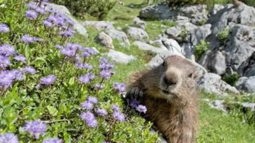 Marmottes en territoire hostile