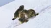Marmottes, la guerre des clans