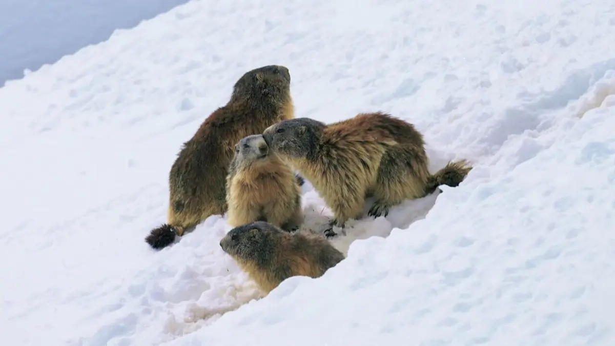 Marmottes, la guerre des clans
