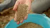 Maroc, le tournant du cannabis médical