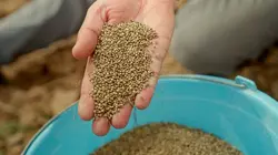 Visuel de Maroc, le tournant du cannabis médical