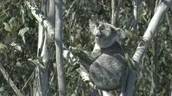 Visuel de Marsupiaux en danger